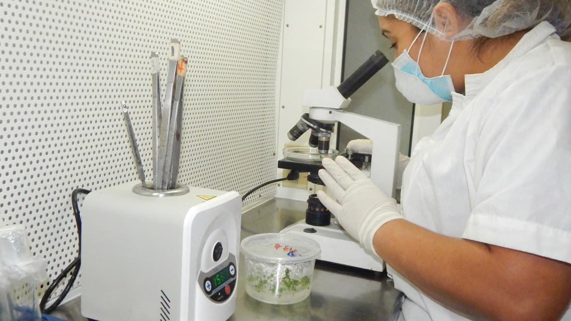 Custom Plant Development