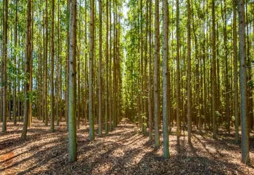 Lumber Eucalyptus Plantation