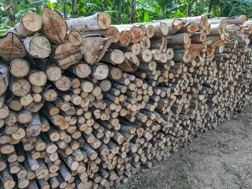 Bioenergy Eucalyptus Plantation