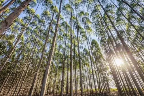 Reforestation Eucalyptus Plantation