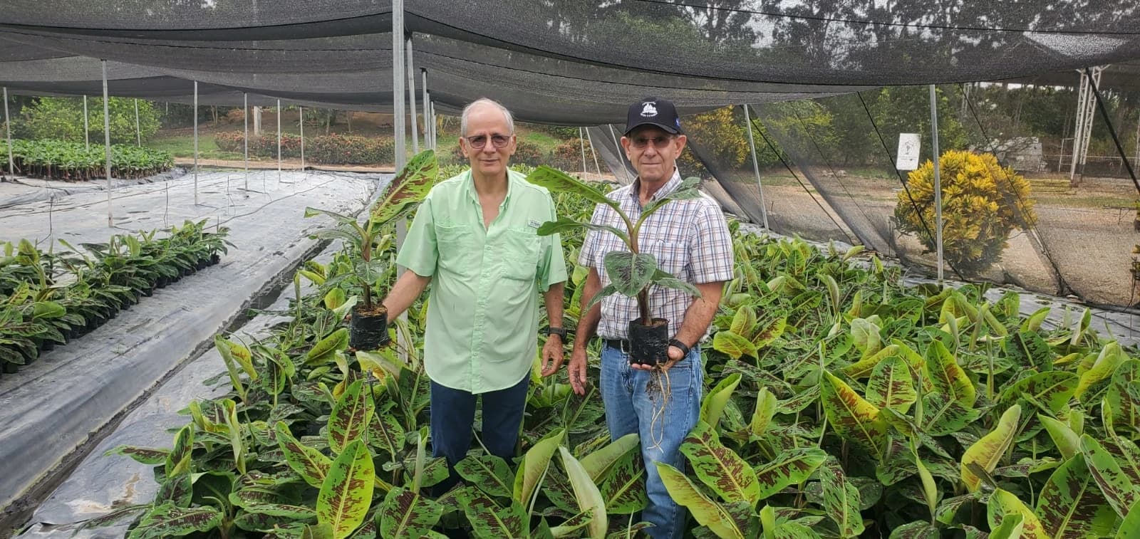 First plot of Formosana 218 in Ecuador