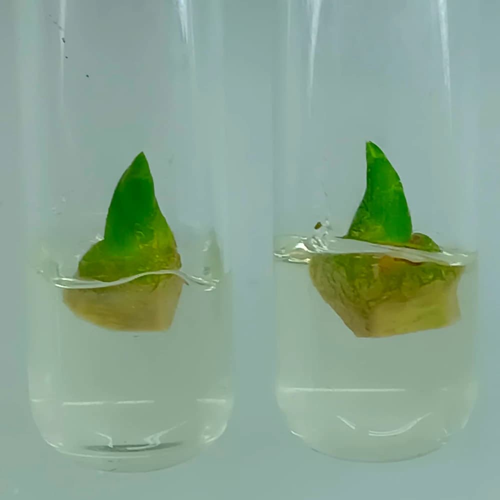 Honduras Cardamom Association Meeting – Quimistán, Santa Bárbara